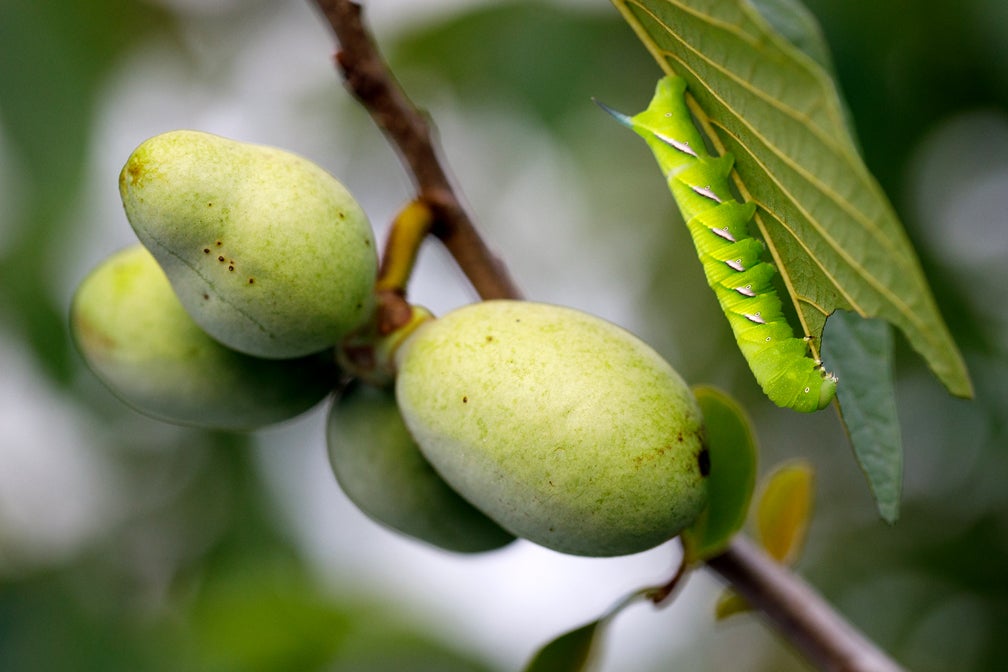 Pick up a pawpaw, put it in your pocket