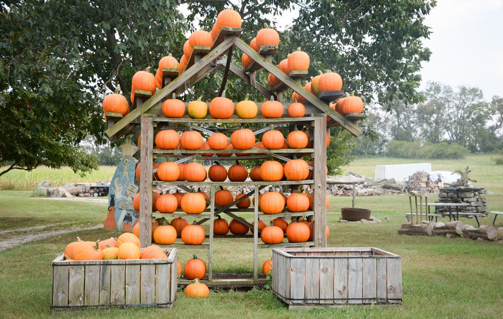 Pumpkin season means more than just pie and lattes