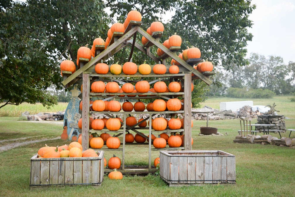 Pumpkin season means more than just pie and lattes