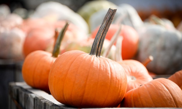 Pumpkin season means more than just pie and lattes