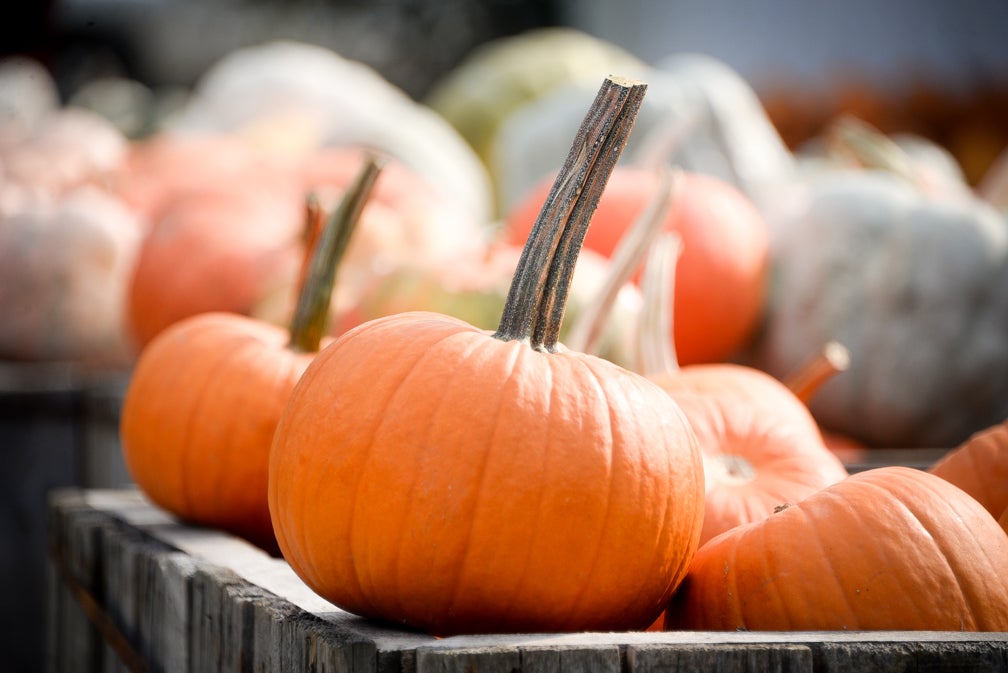 Pumpkin season means more than just pie and lattes