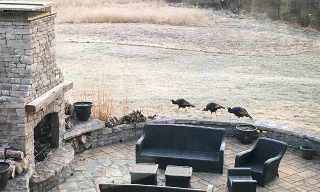 5 steps to attract wild turkeys to your yard