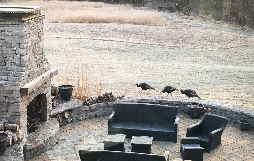 5 steps to attract wild turkeys to your yard