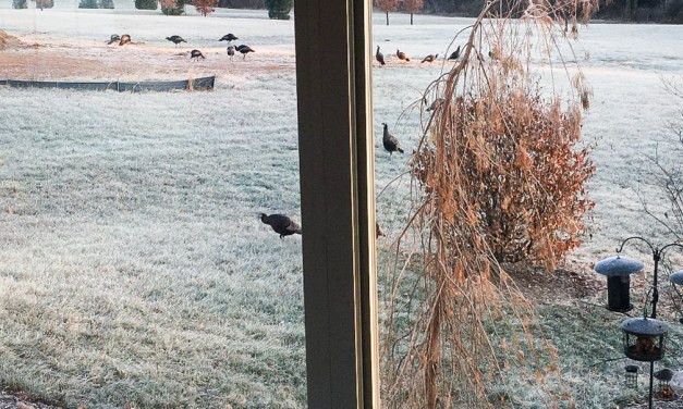 5 steps to attract wild turkeys to your yard