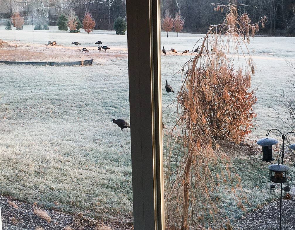 5 steps to attract wild turkeys to your yard