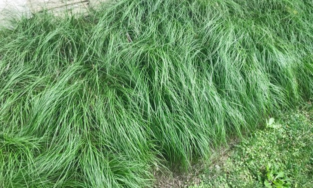 Perennial native naturalizers make for great groundcover