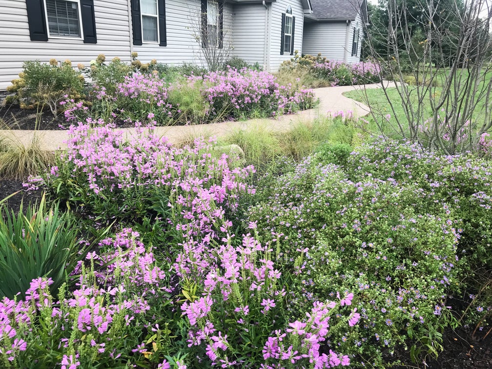 Perennial native naturalizers make for great groundcover