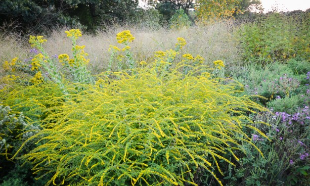 Perennial native naturalizers make for great groundcover