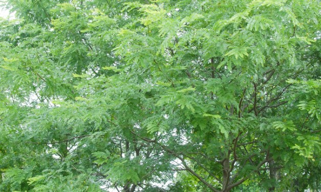 Native plants that won’t make you sneeze