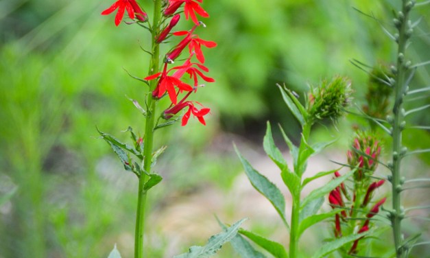 Native plants that won’t make you sneeze