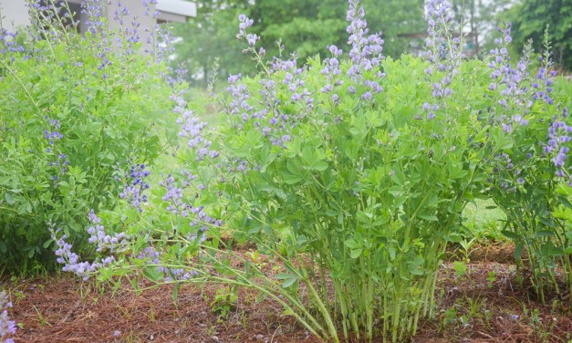 Native plants that won’t make you sneeze
