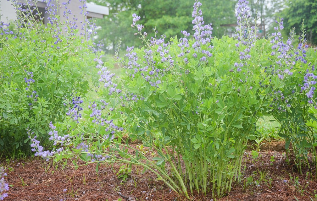 Native plants that won’t make you sneeze