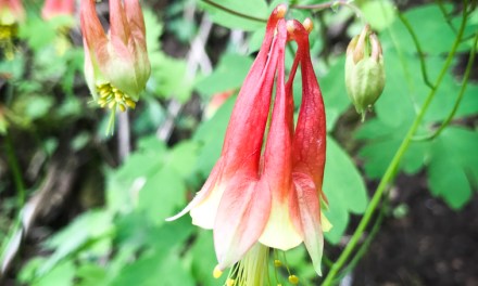 Native plants that won’t make you sneeze
