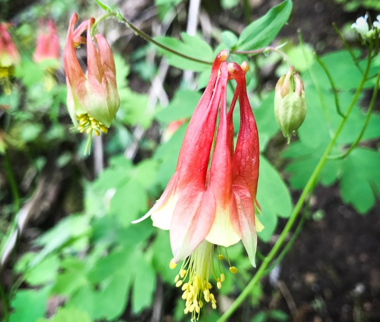 Native plants that won’t make you sneeze