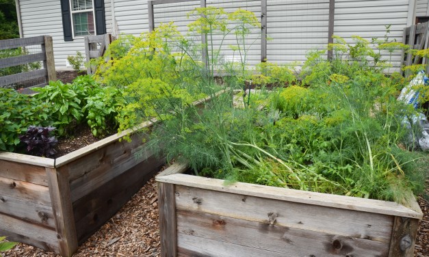 Five tips for raised planter beds