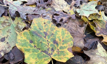 ‘Leave the leaves,’ but make sure you’re helping to balance the ecosystem
