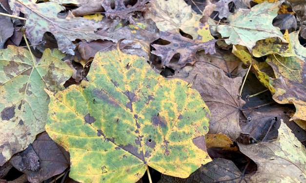 ‘Leave the leaves,’ but make sure you’re helping to balance the ecosystem