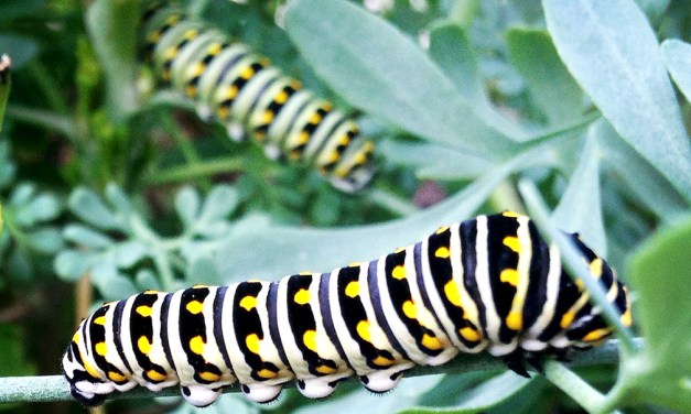 Pollinators are aflutter over annuals, are you?