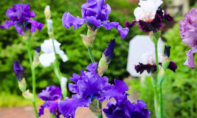 Time for a ‘color-bration’: Garden Club of Frankfort hosts annual flower show