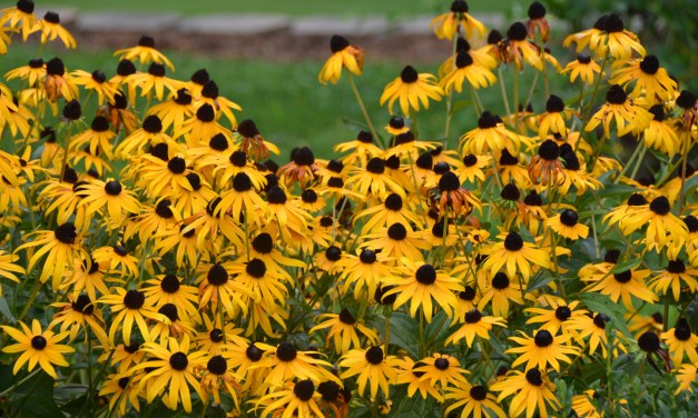 Unraveling the perplexing language of plant names