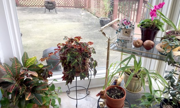 Caring for indoor plants during the winter