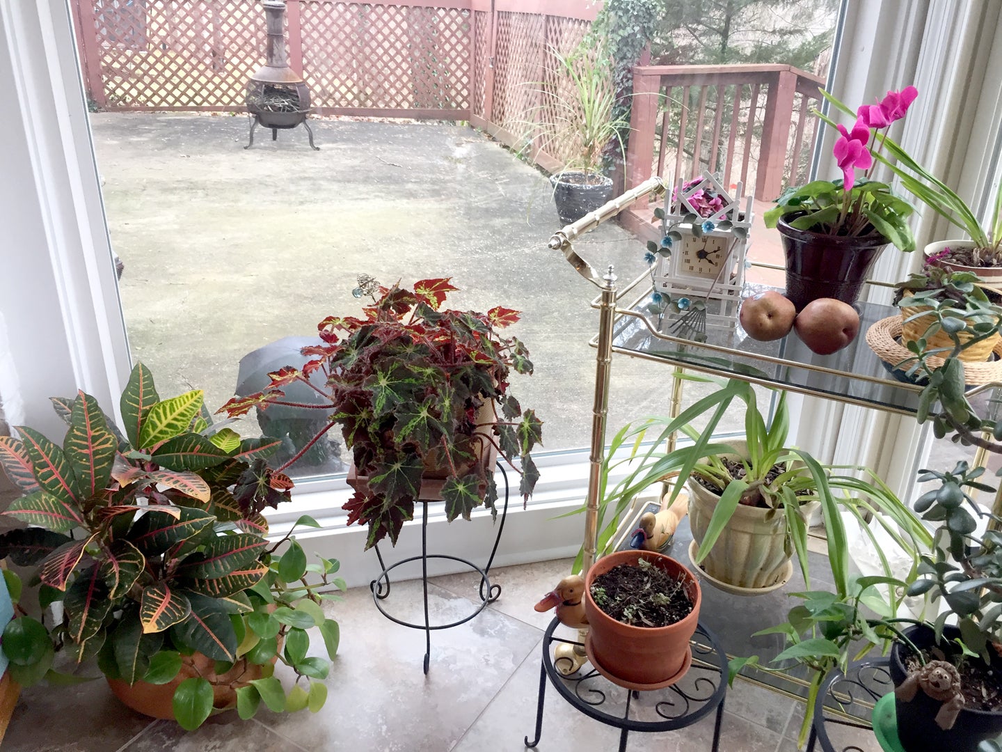 Caring for indoor plants during the winter