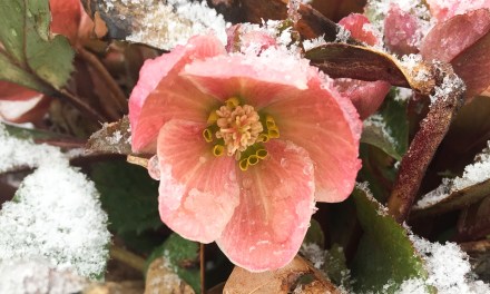 Early spring flowers making their debut