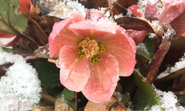 Early spring flowers making their debut