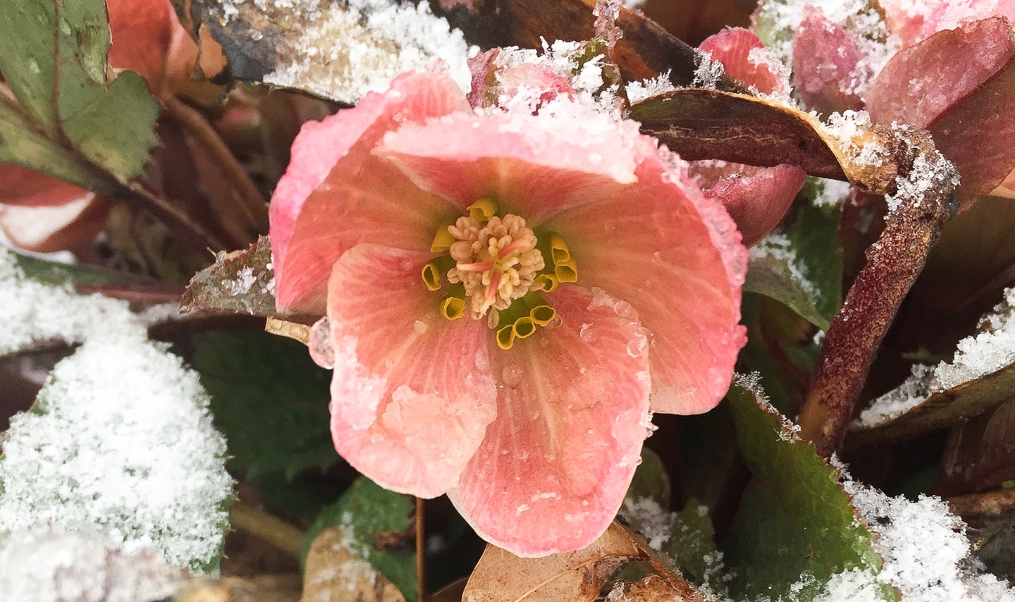 Early spring flowers making their debut