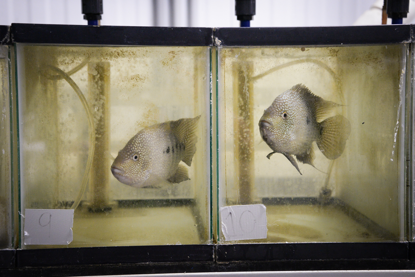 Tilapia, Koi, Shrimp, oh my! Kentucky’s only aquaculture center calls