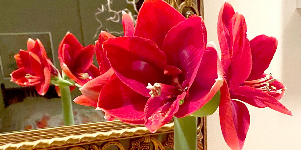 The sparkling Amaryllis