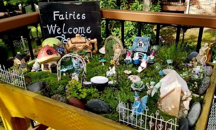 Escape to fairy gardens