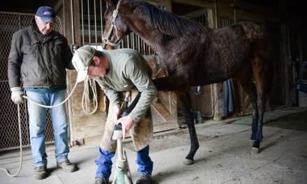 Gait Keeper: Frankfort farrier caring for Kentucky horses