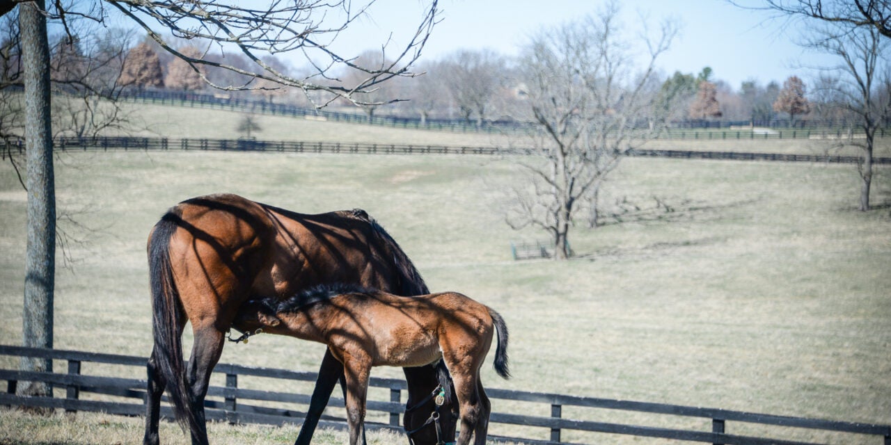 Hallie Hardy — Inspiring the love of the horse in Kentucky