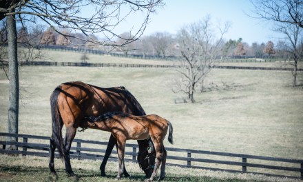 Hallie Hardy — Inspiring the love of the horse in Kentucky