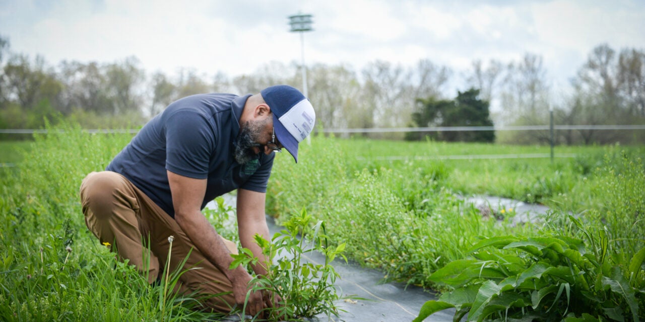 Growing the future: KSU blazing trails in agriculture
