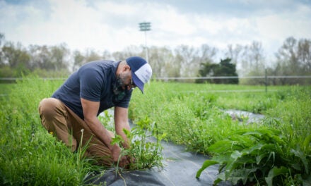 Growing the future: KSU blazing trails in agriculture