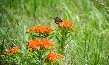 Cove Spring Park — the jewel of Frankfort