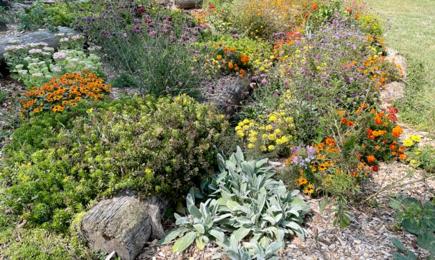 Pollinator garden beautifies hillside at Thorn Hill Education Center