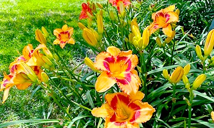 Preparing your flower bed for spring blooms
