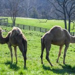 Little Crooked Creek Safari: Animals from around the world calling Kentucky home