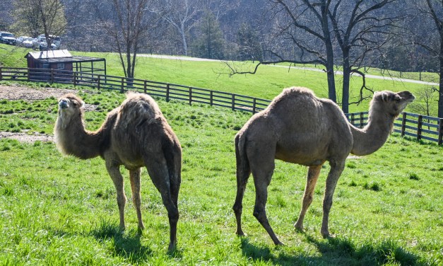 Little Crooked Creek Safari: Animals from around the world calling Kentucky home
