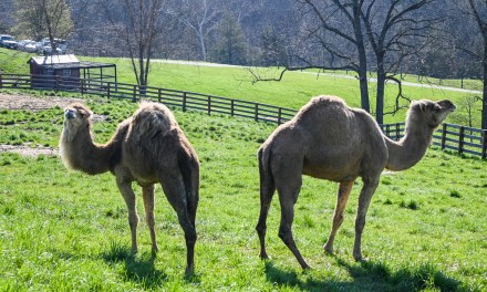 Little Crooked Creek Safari: Animals from around the world calling Kentucky home