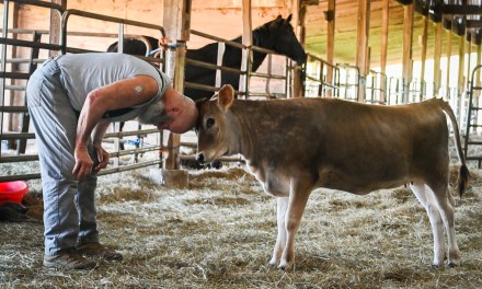 ‘A Little Bit of Heaven’: Bondurants enjoying a slower life on farm caring for Jersey cattle