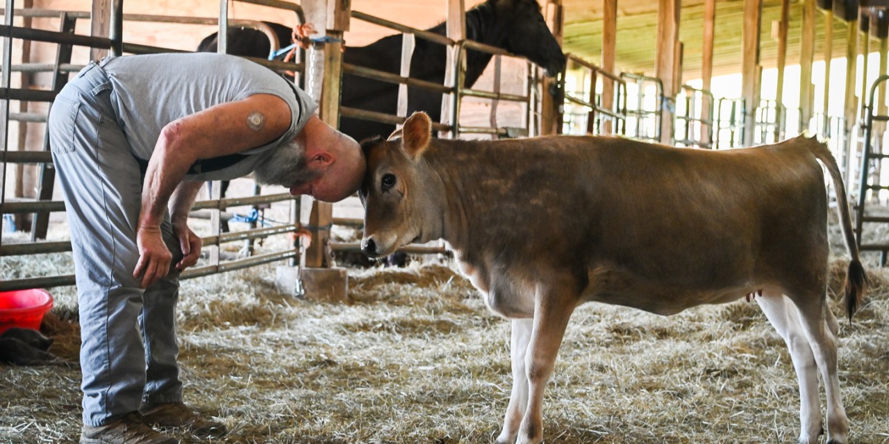 ‘A Little Bit of Heaven’: Bondurants enjoying a slower life on farm caring for Jersey cattle
