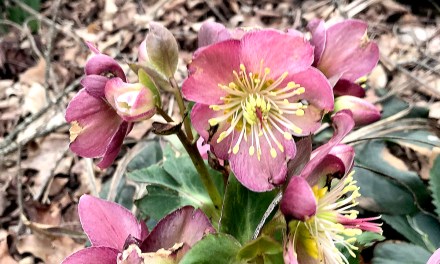 Hellebores: Winter’s defiant alchemists