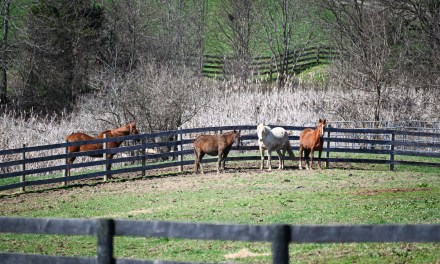 Willow Hope Farm providing equine a second chance